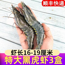 Black tiger shrimp super large fresh prawn grass shrimp bamboo shrimp seafood fresh frozen shrimp extra large sea shrimp black shell shrimp