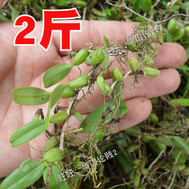 2kg fresh stone olive fruit upper leaf stone rice single leaf small fruit upper leaf 1000g