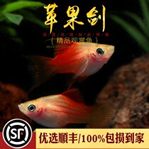Red Apple Sword Fish Small Tropical Ornamental Fish Raw Fish New Hands Starter Red Swordfish Living Straw Vat for chaefish