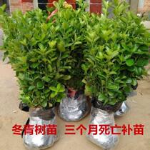 Winter Youth Miao Winter resistant cold and heat resistant tree Miao Winter Miao fence Miao walled Courtyard Green Miao Four Seasons