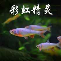 Rainbow pixie fish native cold water resistant to cold herds Grass Cylinders Fish Lulan Real Small Carp Living with small carp