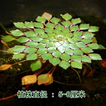 Duckweed Floating living plant Aquatic plant Water Duckweed Huanghualing Freshwater clove