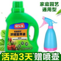 Yellow nutrition plant liquid water Bamboo Bamboo water money Special raising green tree leaves green basket rich meat Guanyin bamboo