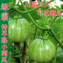 String Bell mini pumpkin seed early ripening vine climbing plant high yield spring and autumn seasons Green bully early tender pumpkin seeds