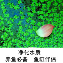 Fish tank jewelry small duckweed floating aquatic algae water hibiscus Locust Leaf Leaf flat living water plant water hyacinth butterfly flat