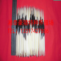 Natural porcupine thorn 22-23CM fish float hairpin tea needle