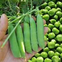 Organic sweet crispy pea seed pod seed pods seed balconies potted spring Four Seasons vegetable seeds