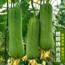 Meat loofah seeds loofah seeds Four Seasons extra spring early ripening vegetables loofah seeds spring and summer loofah seedlings