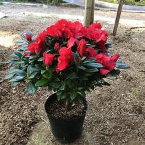 Rhododendron potted Western Rhododendron Four Seasons Azalea Bayberry red Sima small peach red balcony living room green plant