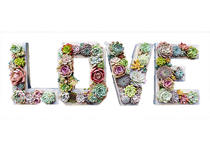 Solid wood alphabet multi - flesh pot personality creative American rural microlandscape platter combined pot plant