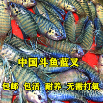 Chinese fighting fish live Common cold water to raise ornamental fish without changing water