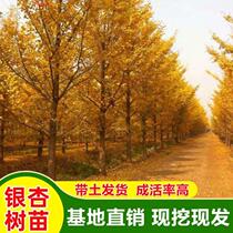 Sapling white fruit tree seedling courtyard garden forest green seedling wood walking track tree small seedling square planting