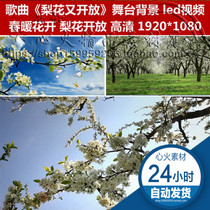 Song pear blossom and open stage background spring blossoms led video dance background led video material