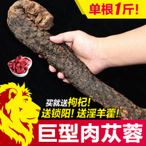 (Giant Cistanche)Inner Mongolia Alashan oil 500g whole root bubble wine tonic non-lock Yang Chinese medicine