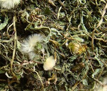 National Dandelion Grass Summer Home Antibacterial Anti-inflammatory And Anti-Pull Rare 100g