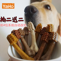 Sub-dog puppies resistant to the bite of the teeth Dolabra puppies Small teddy gold wool to be a canine tooth and bone stick 10
