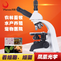 Phoenix optical high definition microscope PH100-3A41L-PL high-power professional science biological testing experiment set