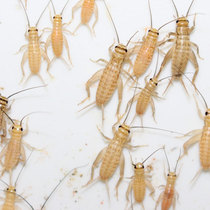 Needle crickets crickets live asian crickets reptiles palace lizards chameleons food white crickets oil gourds