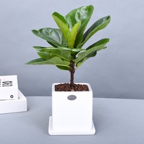 Desk green plant indoor potted office potted room Good raising bonsai flowers small potted plants large and dark green plant