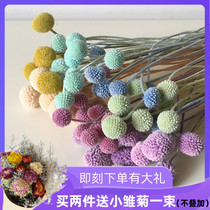 Golden fruit dried flower Nordic style ins simple hipster living room bedroom home furnishings decoration bouquet dried fruit