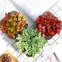 Red and white Mini Reticulated Grass Forest flame Hydroponic plants Office desktop Windowsill Potted plants Micro landscape flowers