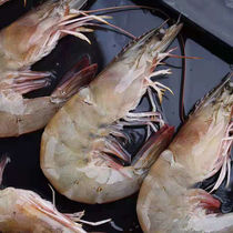 Sea Fishing Great Shrimp Ice Fresh no ice Large domestic sea catching white shrimp Shrimp Q Bomb Price Delicious Boat Freeze