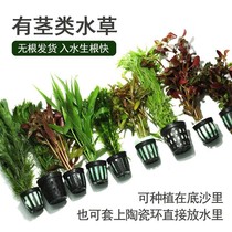 With stem living aquatic grass plant fish tank newcomer Centipede Grass Red Cloves Red Umbrella Species Bottom Sand Mid-View Grass