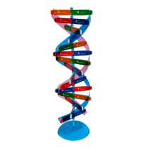 DNA molecular double helix structure model Junior High School biological ACTG base pair genetic gene Primary School students manual DIY small production primary school science and life science teaching equipment