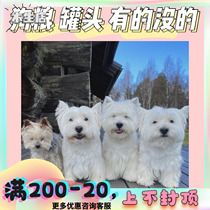  Special shooting for VIP customers