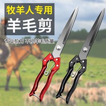 Cutting the wool of his sheep scissors manual hand spring large household scissors hair cut dog hair tools xiu mao shear