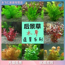 Green chrysanthemum water grass aquarium living landscaping package novice rear view grass goldfish has stem water grass collection