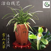 Orchid seedlings with flower orchids snowmountains grass orchids pot indoor flower plant green plant