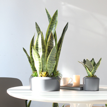 Sicilian Emulation Plant Tiger Pilan Potted Home Living Room Desktop Decoration Bar Counter Shop Front Desk Green Planting Pendulum