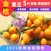 Fresh pick Yangshuo kumquat Guangxi Guilin fruit slippery golden orange sweet and sour crispy small orange 5kg