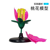 Peach blossom model Junior High School High School biological experiment model biological teaching aids stamens petals enlarged model flower structure structure structure peach blossom anatomical model