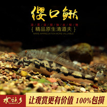 Tasseled mouth loach sucks loach cold water fish freshwater native tool fish climbs rock loach algae removal small flat-fin loach easy to feed