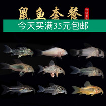 Bottom fish Jasmine rat Tropical Jintai rat Pearl rat tank benthic cleaning tank cleaning tool rat fish fish eat fish shit fish