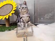 Super good used metal cat sand shovel can shovel shit efficiency its not expensive if you try it or not.