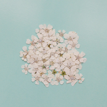 Pearl plum small narcissus mini dried flower specimen DIY EPOXY mobile phone shell shaking sound net red flower petals face decoration flower