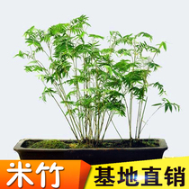 Bonsai bamboo rice bamboo potted phoenix tail bamboo also known as Guanyin Bamboo Bamboo dry short Buddha Belly bamboo ornamental bamboo