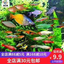 Light fish collection traffic light fish light fish light fish triangle light fish small tropical ornamental fish freshwater fish pet live