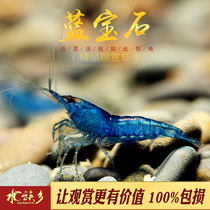 Boutique sapphire shrimp pure blood small freshwater ornamental pet shrimp cold water tool to eat moss blue velvet living body