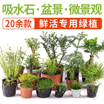  Absorbent stone bonsai plants Sheung Shui stone rockery Indoor flowers and plants Green plants Home decoration ornaments Micro-landscape small potted plants