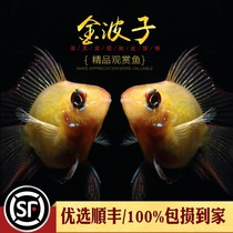 Golden wave fish pet wave Pikachu tropical water tank small ornamental fish color good round living