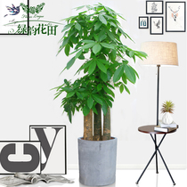 Bird of Paradise Fortune Tree Large green plant potted indoor Nordic style Cement bonsai Office living room opening