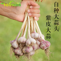 Purple garlic dried garlic farm specialty fresh fresh vegetables gift box agricultural products red garlic Hu garlic 350g