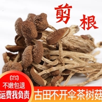 Cut root tea tree mushroom dry goods 500g Gutian unopened umbrella Super Mushroom soup ingredients wild small mushrooms self-planted
