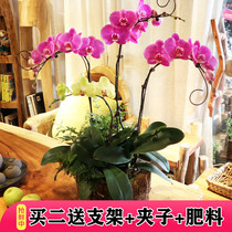 Phalaenopsis potted living room high-grade bonsai flowers Four Seasons home furnishings potted flowers indoor good planting