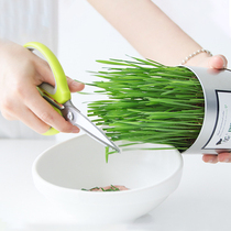  Cat snacks Cat grass seeds hydroponic catnip hair removal spheroidizing hair cream Nutritional soil planting potted set Cat supplies