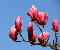 Potted Purple Jade Orchid Tree Seedling Courtyard Landscape Botanical Garden View Flower Tree large North and South Plane Yellow jade Orchid